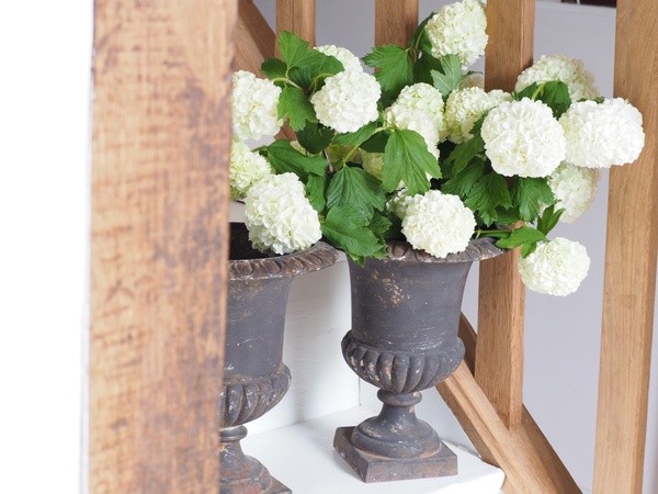 Paire de petits vases Médicis